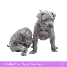 Afbeelding in Gallery-weergave laden, Adorable puppy awaiting DNA paternity testing, showcasing the importance of genetic verification