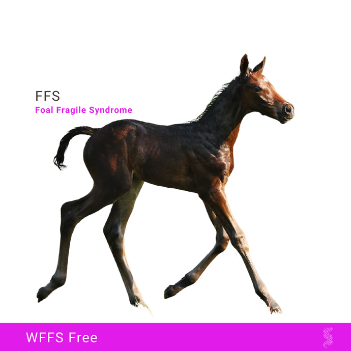 FFS (WFFS) Fragile Foal Syndrome