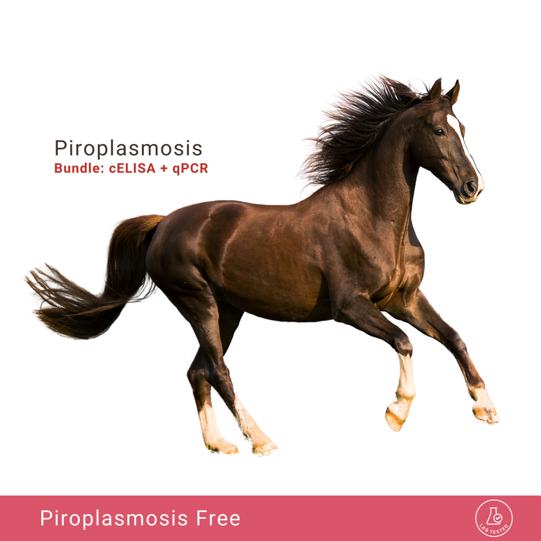 Equine Piroplasmose-Paket: cELISA & qPCR 