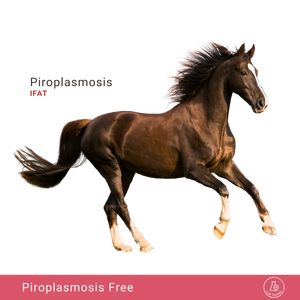 Equine Piroplasmosis IFAT