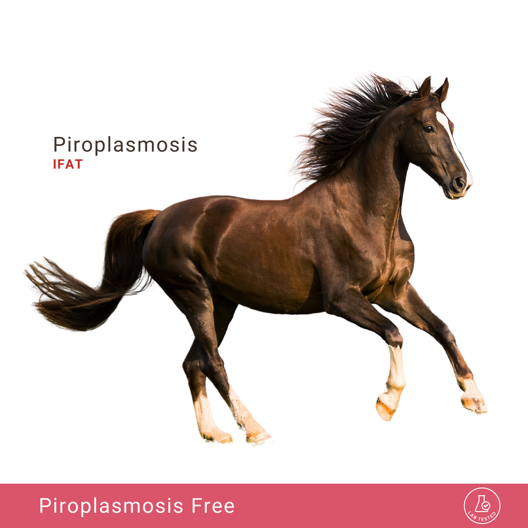 Equine Piroplasmosis IFAT