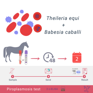 Equine Piroplasmose-Paket: cELISA &amp; qPCR 