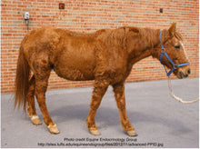 Load image into Gallery viewer, PPID or Equine Cushing’s Disease, ACTH