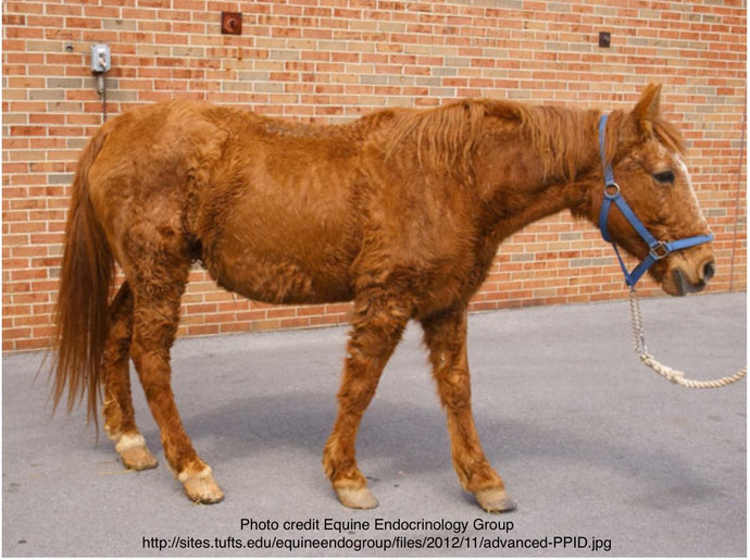 PPID or Equine Cushing’s Disease, ACTH