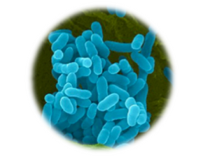 Glanders - Burkholderia mallei, qPCR - Equigerminal