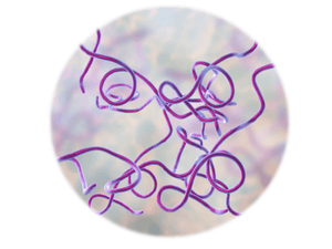 Borrelia burgdorferi, qPCR - Equigerminal