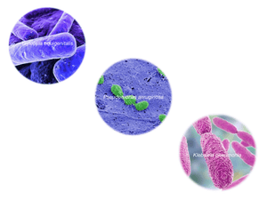 Contagious Equine Metritis (CEM), qPCR - Equigerminal