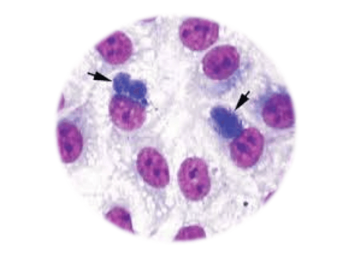 Chlamydiosis, qPCR - Equigerminal