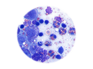 Cytology - Equigerminal