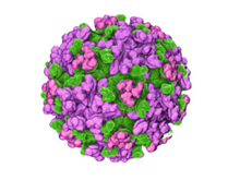 Load image into Gallery viewer, Eastern Equine Encephalitis, RT-qPCR - Equigerminal