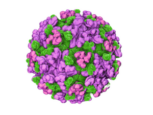 Eastern Equine Encephalitis, RT-qPCR - Equigerminal