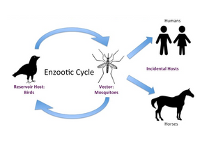 Venezuelan Equine Encephalitis, RT-qPCR - Equigerminal