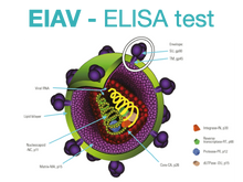 Indlæs billede i gallerifremviser, Equine Infectious Anemia, ELISA - Equigerminal