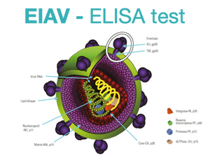 Equine Infectious Anemia, ELISA - Equigerminal