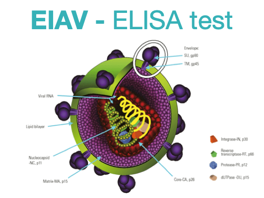 Equine Infectious Anemia, ELISA - Equigerminal