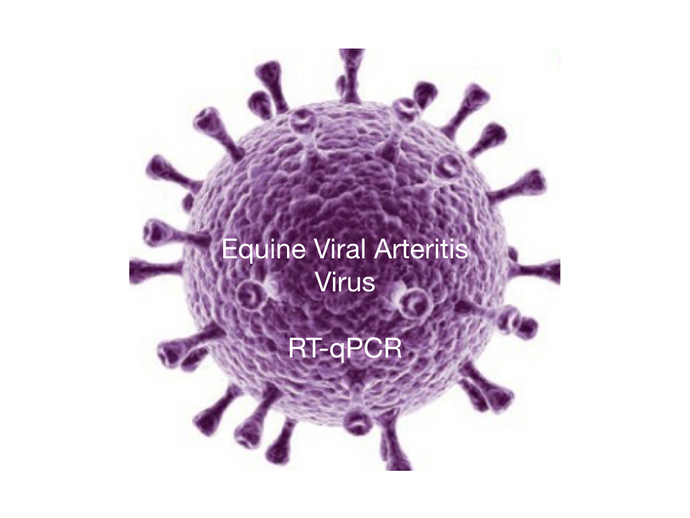 Equine Viral Arteritis, RT-qPCR - Equigerminal