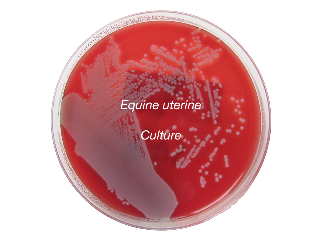 Equine uterine culture - Equigerminal