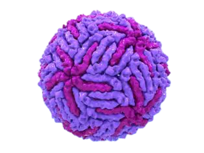 Japanese Encephalitis Virus, RT-qPCR - Equigerminal