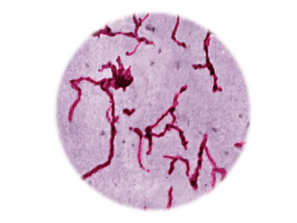 Leptospira, MAT - Equigerminal