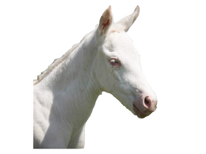 LWFS Lethal White Foal Syndrome