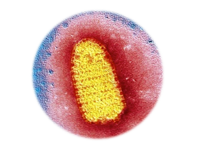 Rabies Virus, qPCR - Equigerminal