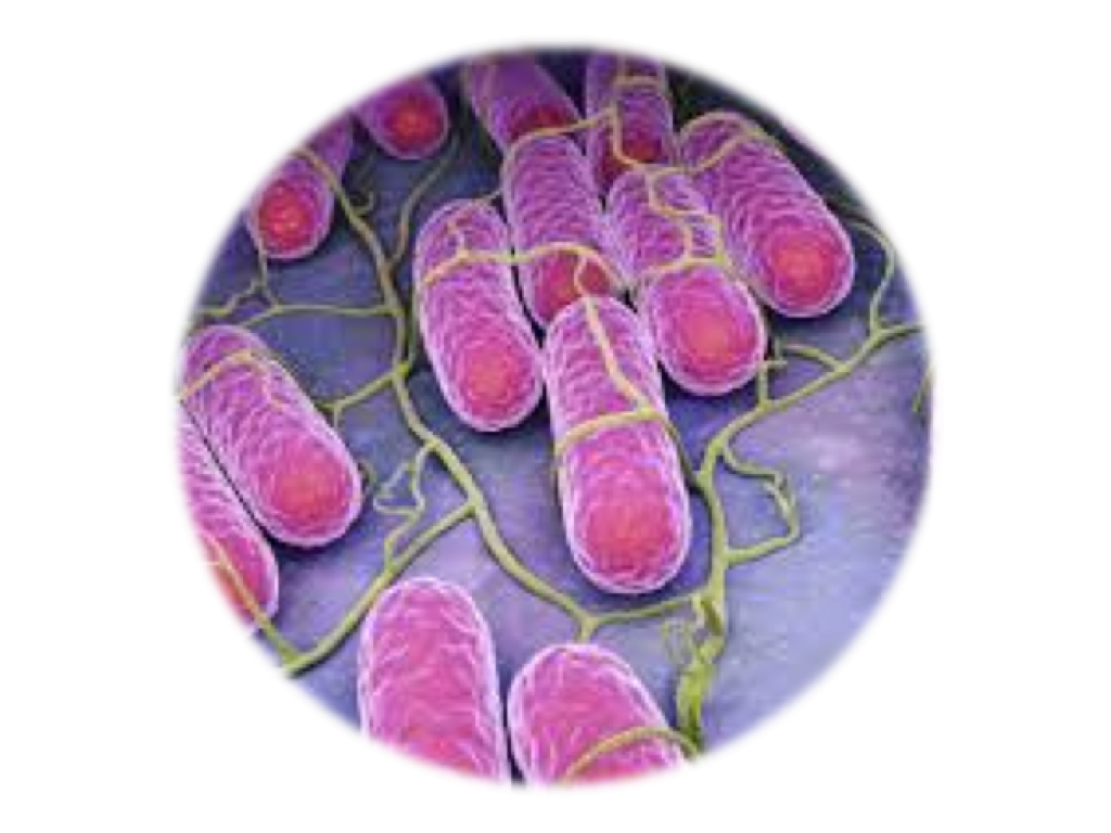 Salmonellosis, qPCR - Equigerminal