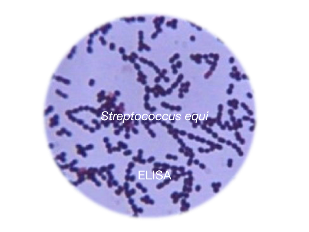 Stranglers - Streptococcus equi subs. equi, ELISA - Equigerminal