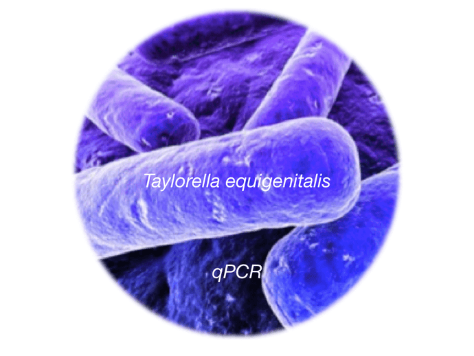 Contagious Equine Metritis Organism (CEMO), qPCR - Equigerminal