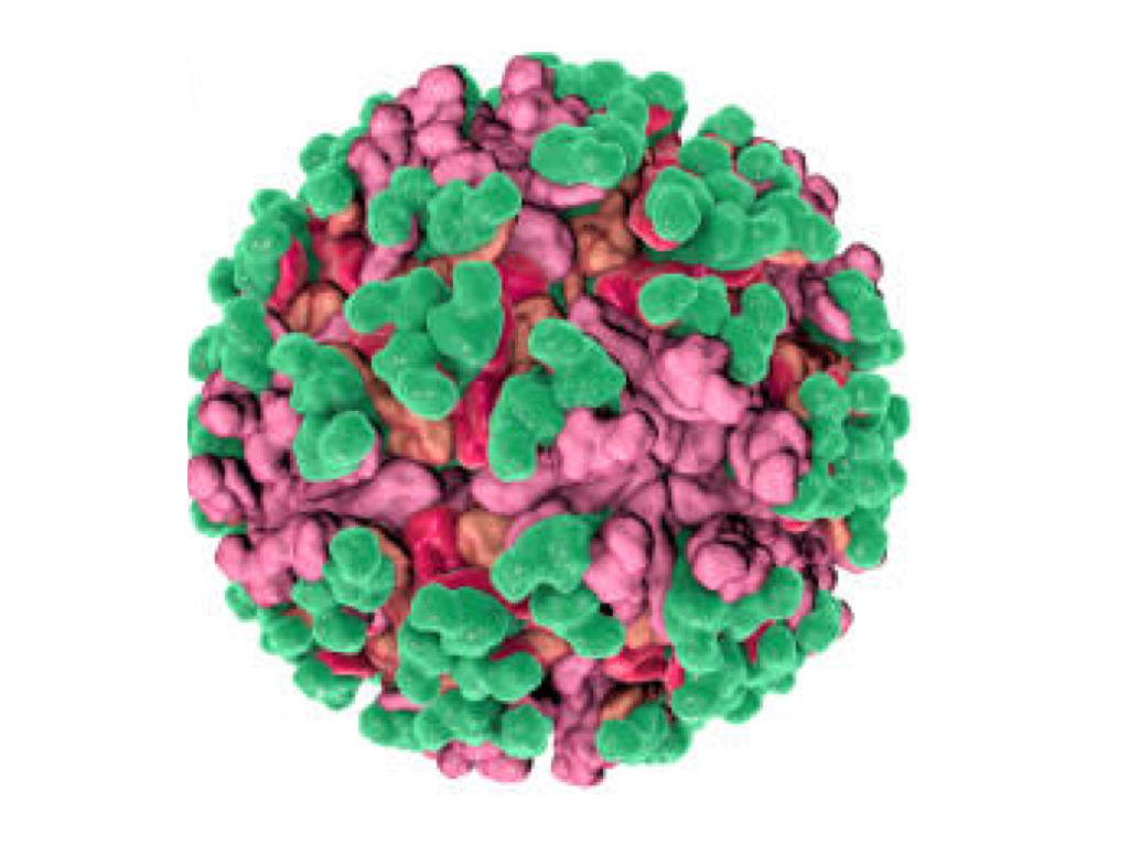 Venezuelan Equine Encephalitis, RT-qPCR - Equigerminal