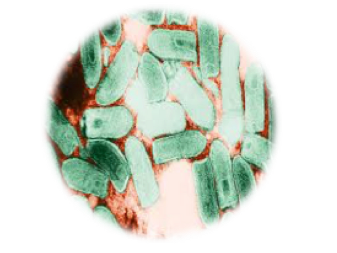 Vesicular Stomatitis, RT-qPCR - Equigerminal