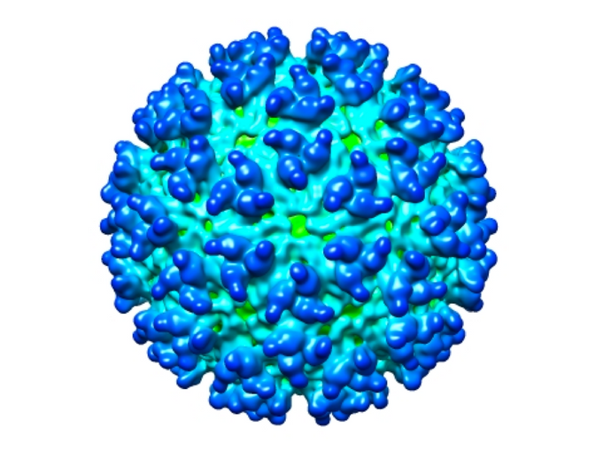 Western Equine Encephalitis, RT-qPCR - Equigerminal